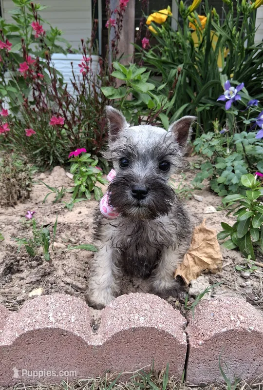 Lil Princess Ready to Go!♥️  – Miniature Schnauzer puppy for sale in Hugo, OK