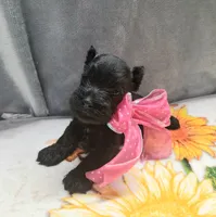 Lil Daisy pending, a female Miniature Schnauzer for sale in Hugo, OK – 4 of 7