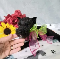 Lil Daisy pending, a female Miniature Schnauzer for sale in Hugo, OK – 3 of 7