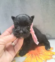 Lil Ella Ready for New Home 💞, a female Miniature Schnauzer for sale in Hugo, OK – 7 of 7