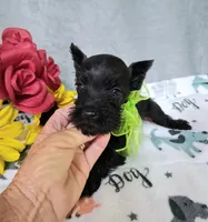 Lil Miss Lucy, a female Miniature Schnauzer for sale in Hugo, OK – 3 of 7