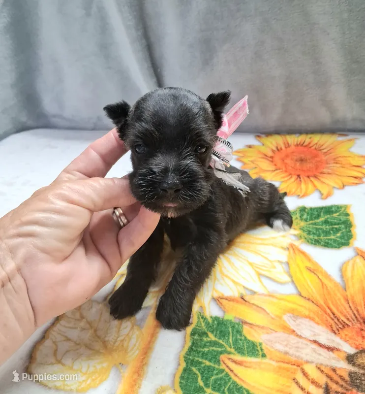 Lil Miss Lucy – Miniature Schnauzer puppy for sale in Hugo, OK