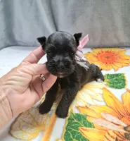 Lil Miss Lucy, a female Miniature Schnauzer for sale in Hugo, OK – 4 of 7