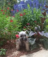 Lil Miss Pepper READY to Go!, a female Miniature Schnauzer for sale in Hugo, OK – 2 of 7