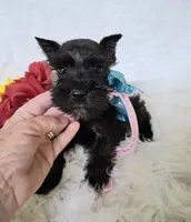 Lil Miss LucyPRECIOUS ❤️, a female Miniature Schnauzer for sale in Hugo, OK – 5 of 8