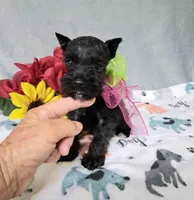 Lil Daisy pending, a female Miniature Schnauzer for sale in Hugo, OK – 1 of 7