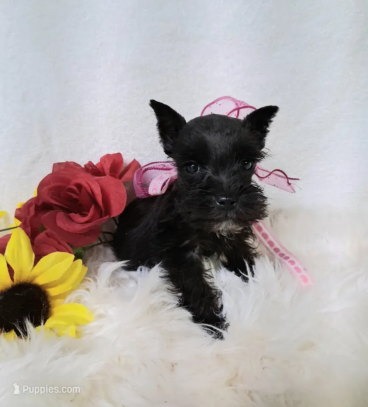 Lil Ella Ready for New Home 💞 – Miniature Schnauzer puppy for sale in Hugo, OK