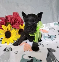 Lil Miss Lucy, a female Miniature Schnauzer for sale in Hugo, OK – 2 of 7