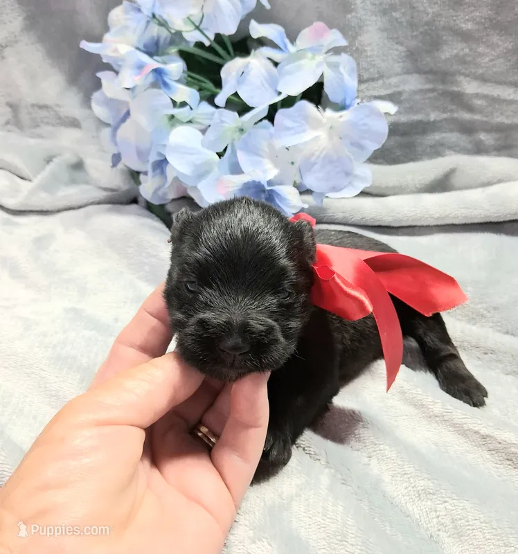 Mr. Shadow – Miniature Schnauzer puppy for sale in Hugo, OK