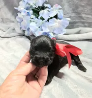 Mr. Shadow pending, a male Miniature Schnauzer for sale in Hugo, OK – 1 of 5