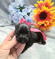 Mr. Shadow pending, a male Miniature Schnauzer for sale in Hugo, OK – 4 of 5