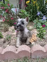 Lil Princess Ready to Go!♥️ , a female Miniature Schnauzer for sale in Hugo, OK – 3 of 8