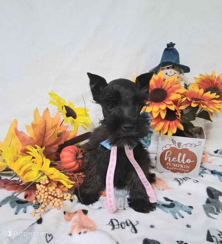 Lil Miss LucyPRECIOUS ❤️ – Miniature Schnauzer puppy for sale in Hugo, OK
