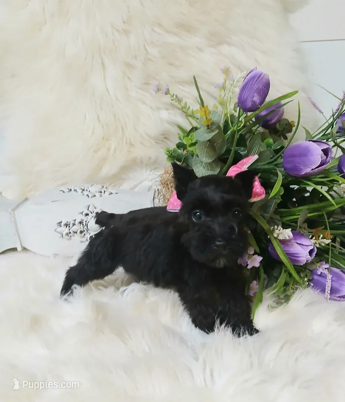 Lil Miss AbbieHappy Mother's Day🩷 – Miniature Schnauzer puppy for sale in Hugo, OK