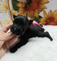 Lil Miss AbbieHappy Mother's Day🩷, a female Miniature Schnauzer for sale in Hugo, OK – Photo 2 of 4