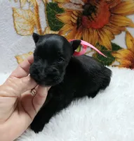 Lil Miss AbbieHappy Mother's Day🩷, a female Miniature Schnauzer for sale in Hugo, OK – Photo 4 of 4