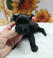 Lil Miss AbbieHappy Mother's Day🩷, a female Miniature Schnauzer for sale in Hugo, OK – Photo 3 of 4