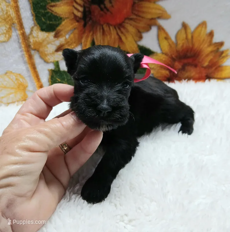 Lil Miss Abbie – Miniature Schnauzer puppy for sale in Hugo, OK