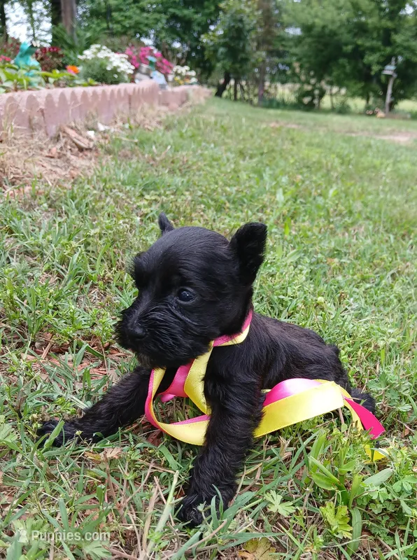 Lil Miss AbbieHappy Mother's Day🩷 – Miniature Schnauzer puppy for sale in Hugo, OK