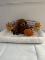 Cutie pie, a male Poodle - Toy  for sale in Bakersfield, CA – 1 of 8
