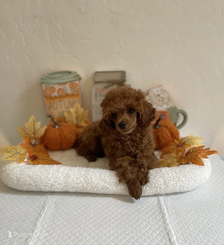 Red – Poodle - Toy  puppy for sale in Bakersfield, CA