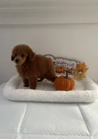 Cutie pie, a male Poodle - Toy  for sale in Bakersfield, CA – 2 of 8