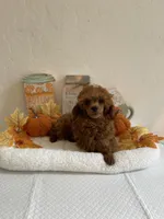Red, a male Poodle - Toy  for sale in Bakersfield, CA – 2 of 6
