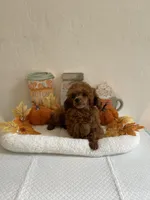 Red, a male Poodle - Toy  for sale in Bakersfield, CA – 4 of 6