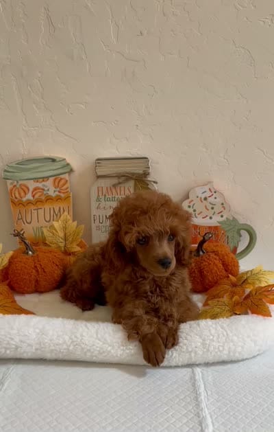 Red, a male Poodle - Toy  for sale in Bakersfield, CA – 6 of 6