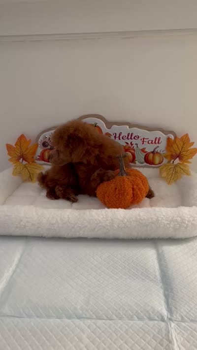 Cutie pie, a male Poodle - Toy  for sale in Bakersfield, CA – 8 of 8