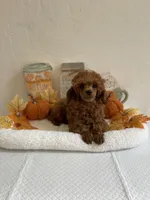 Red, a male Poodle - Toy  for sale in Bakersfield, CA – 5 of 6