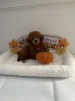 Cutie pie, a male Poodle - Toy  for sale in Bakersfield, CA – 7 of 8