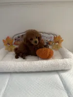 Cutie pie, a male Poodle - Toy  for sale in Bakersfield, CA – 3 of 8