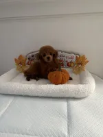 Cutie pie, a male Poodle - Toy  for sale in Bakersfield, CA – 5 of 8