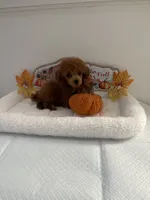 Cutie pie, a male Poodle - Toy  for sale in Bakersfield, CA – 6 of 8