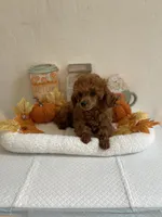 Red, a male Poodle - Toy  for sale in Bakersfield, CA – 3 of 6