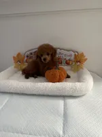 Cutie pie, a male Poodle - Toy  for sale in Bakersfield, CA – 4 of 8