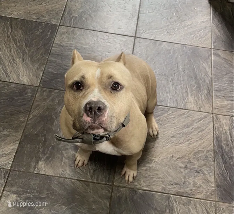 Luna – American Bully puppy for sale in Merrimack, NH