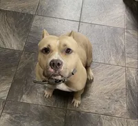 Luna, a female American Bully for sale in Merrimack, NH – 1 of 1