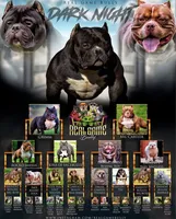 Tank, a male American Bully for sale in Merrimack, NH – 3 of 3