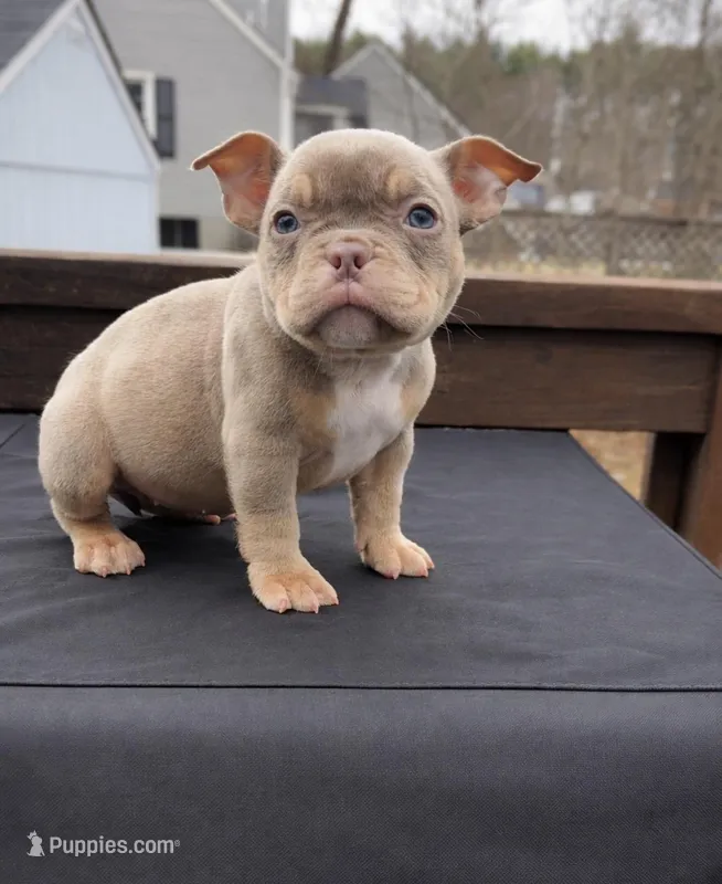 Mochi – American Bully puppy for sale in Merrimack, NH