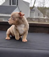 Mochi, a female American Bully for sale in Merrimack, NH – Photo 2 of 2