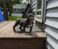 Matilda, a female American Bully for sale in Merrimack, NH – 1 of 3