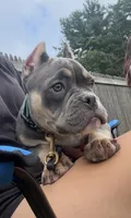 Squash, a female American Bully for sale in Merrimack, NH – 3 of 3