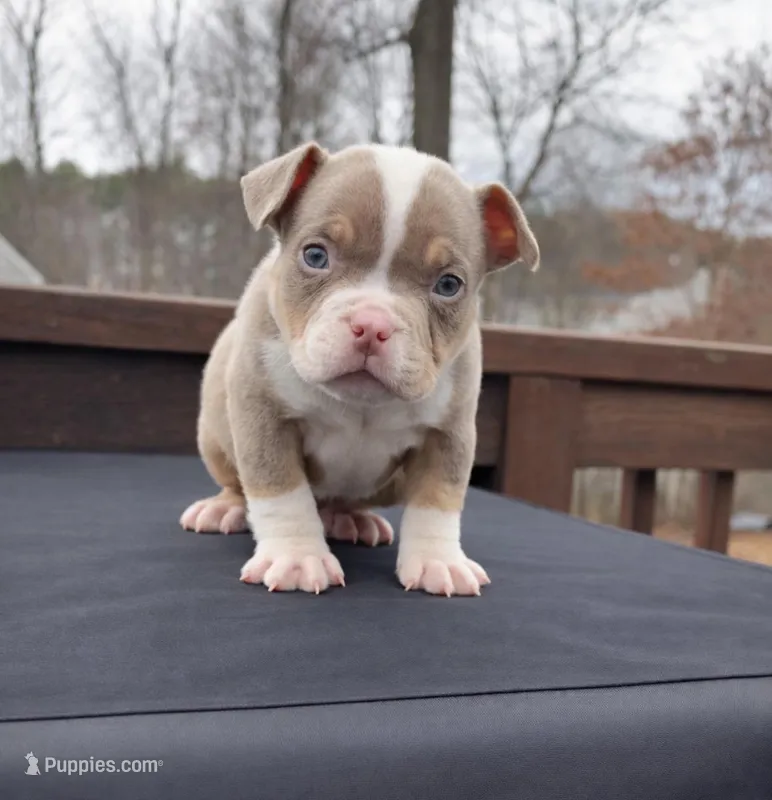 Atlas – American Bully puppy for sale in Merrimack, NH