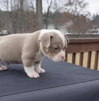 Atlas, a male American Bully for sale in Merrimack, NH – Photo 2 of 2