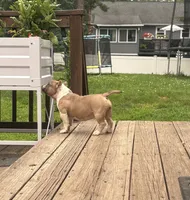 Chai, a female American Bully for sale in Merrimack, NH – 2 of 2