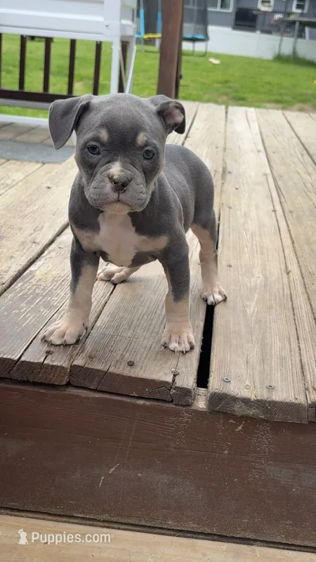 Lady – American Bully puppy for sale in Merrimack, NH
