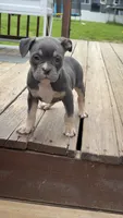 Lady, a female American Bully for sale in Merrimack, NH – 1 of 2