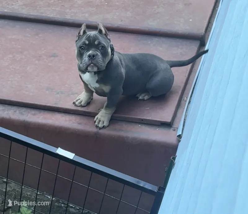 Squash – American Bully puppy for sale in Merrimack, NH